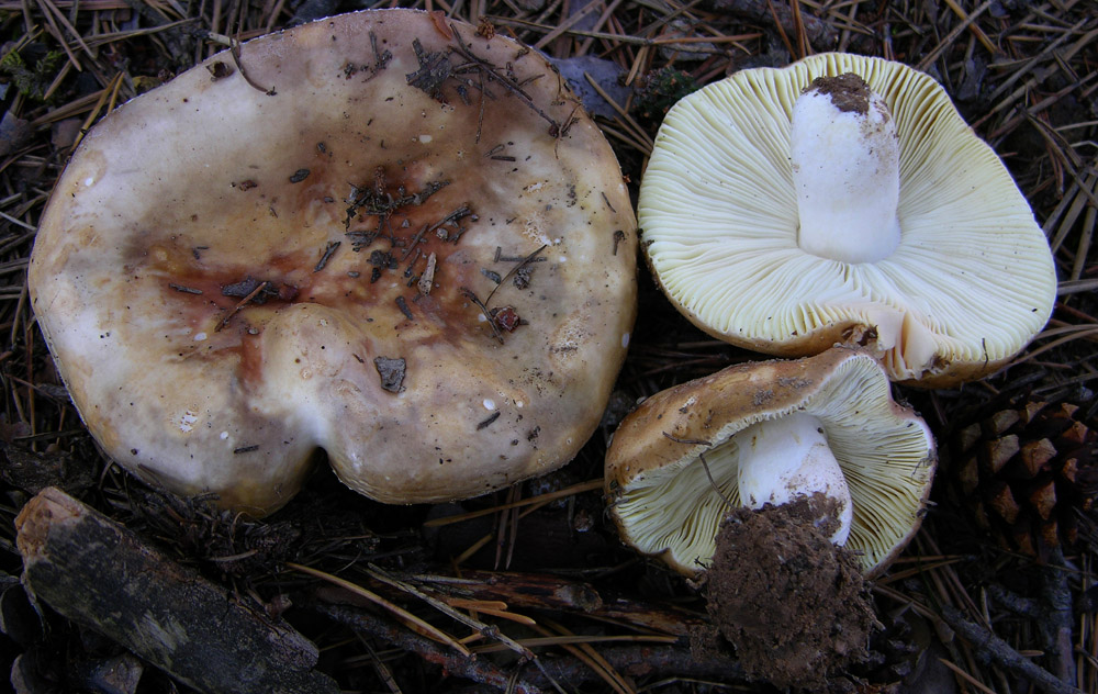 Russula di pino silvestre(1)